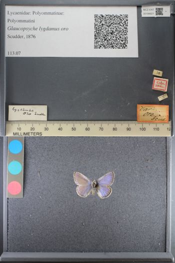 Media type: image;   Entomology 194621